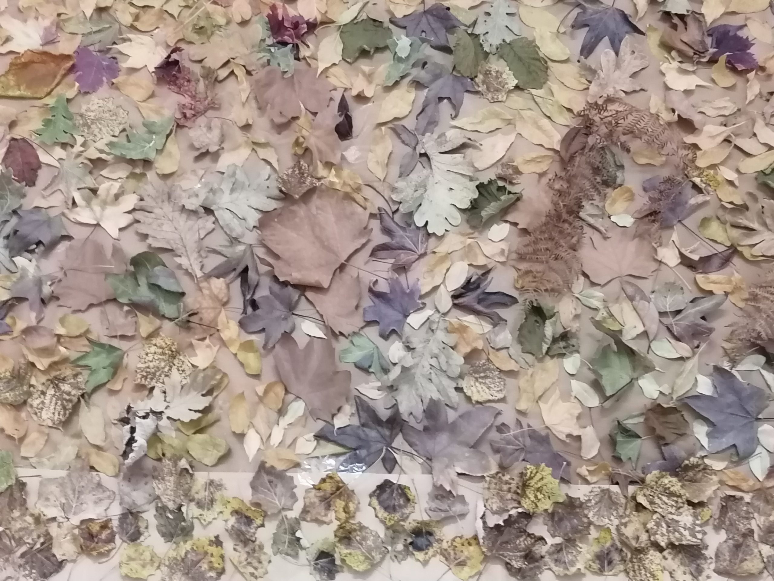 Otoño en el IES MGK