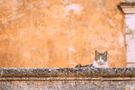 A cute tabby cat lying on a rustic stone fence against an orange wall background.