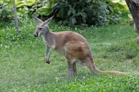 A kangaroo stands gracefully on green grass surrounded by lush vegetation in a zoo setting.
